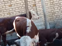Byk, Aberdeńsko-anguska — zdjęcie 2