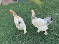 Chickens — լուսանկար 2