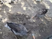 Geese — foto 1