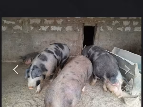 Արու խոզ, Խոզեր — Մոլդովա