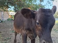 Banteng, Cattle — foto 3