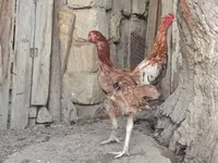 Chickens — عکس 3