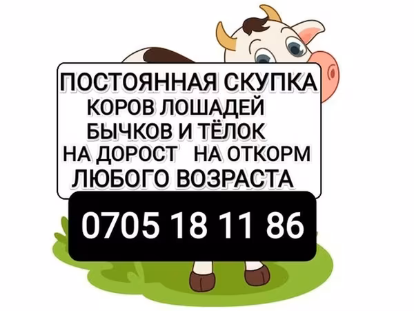 گاو