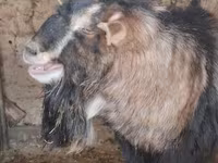 Արու այծ, Alpine goat — լուսանկար 1