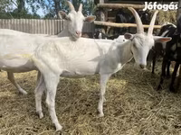 Kozioł, Saanen goat — zdjęcie 8