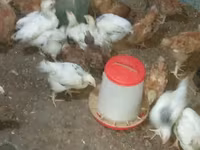 Chickens — fotografija 3