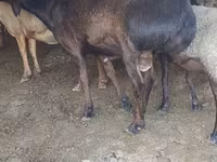 แกะตัวผู้, Hissar sheep — รูปภาพ 4