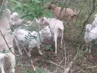 Kambing betina, Nubian Goat — foto 1