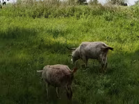 암염소, Saanen goat — 사진 5