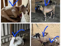 Kambing jantan, Goats — foto 2
