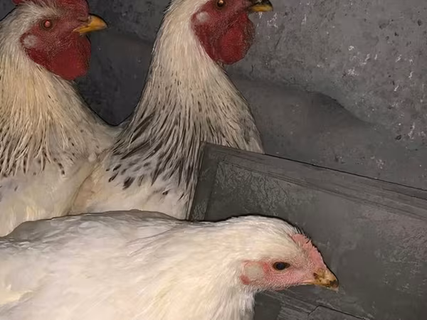 Chickens