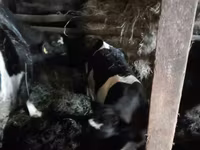 Mucca, Bovini — foto 2