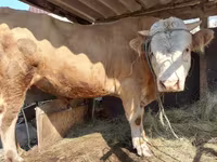 گاو نر, Simmental cattle — عکس 3