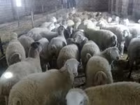 میش, گوسفند — عکس 1