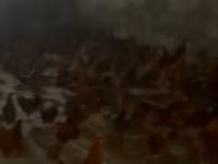 Chickens — fotografija 2