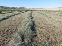 Сено трава разнотравье тюки — foto 5
