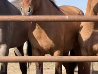 اسب نر, Mugalzhar horse — عکس 2