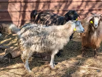 Țap, Capre — foto 5