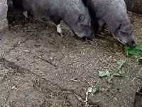 خوک ماده, Вьетнамская вислобрюхая — عکس 3