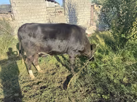 گاو ماده, گاو — عکس 5