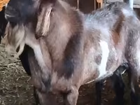 ஆண் வெள்ளாடு, Nubian Goat — புகைப்படம் 3