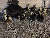 Ducks — fotografija 1
