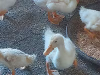 Ducks — foto 4