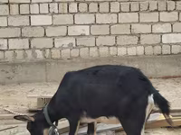 Koza, Alpine goat — zdjęcie 4