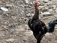 Chickens — foto 4