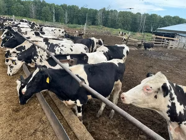 황소, Russian Black pied cattle