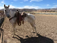 Kuda betina, Quarter Horse — foto 5