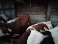 سانڈ, Simmental cattle — تصویر 2