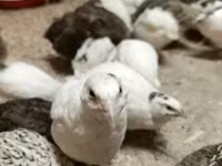 Quails — ছবি 3