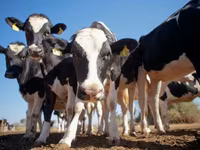 Гранулированный комбикорм для крупного рогатого скота / Nutraț combinat granulat pentru bovine — الصورة 1