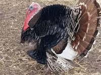 Turkeys — fotografija 3