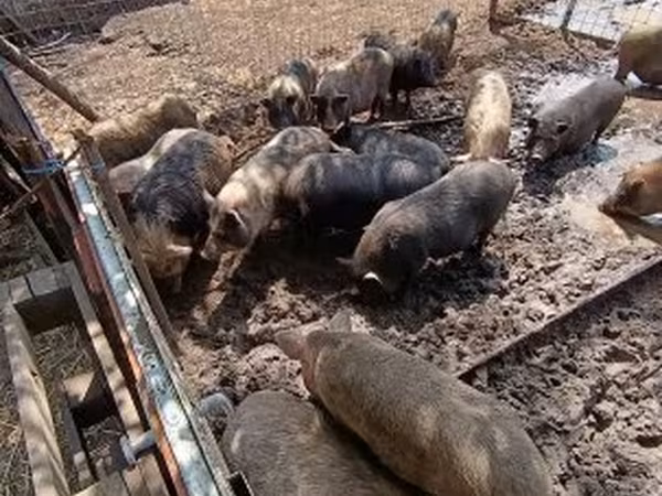 Locha, Вьетнамская вислобрюхая