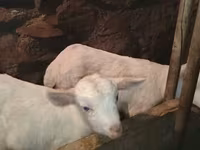 बकरा, Saanen goat — फ़ोटो 6