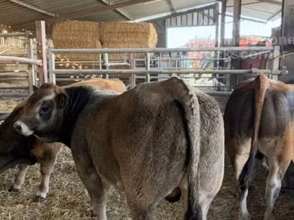 Bull, Partenaise cattle