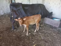 Vacă, Bovine — foto 4