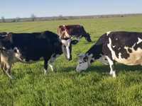 Vacă, Russian Black pied cattle — foto 2