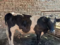황소, Russian Black pied cattle — 사진 1