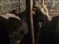 ወንድ በሬ, Kazakh White-headed cow — ፎቶ 1