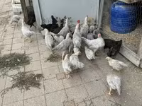 Chickens — снимка 1