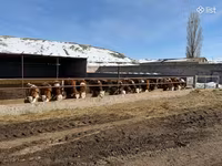 Tehén, Simmental cattle — 4. fotó