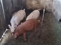 ወንድ አሣማ — ፎቶ 3