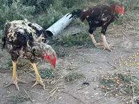 Chickens — foto 4