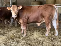 Toro, Vaca Limousin — foto 2
