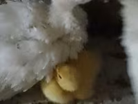 Ducks — 照片 2