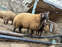 Kambing jantan, Sheep — foto 3