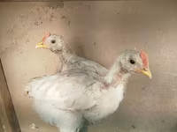 Chickens — 4. fotó